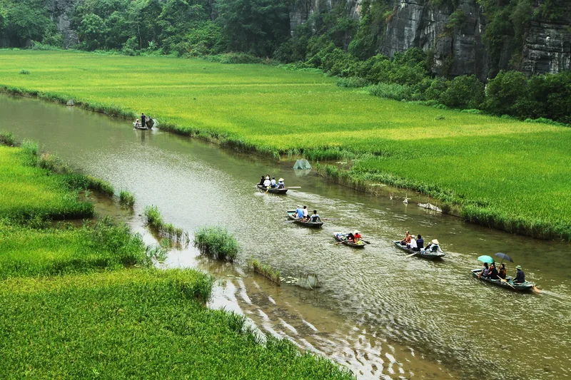 Những chiếc thuyền nhỏ chở khách du lịch trên dòng sông uốn lượn giữa ruộng lúa vàng và núi đá vôi ở Ninh Bình.